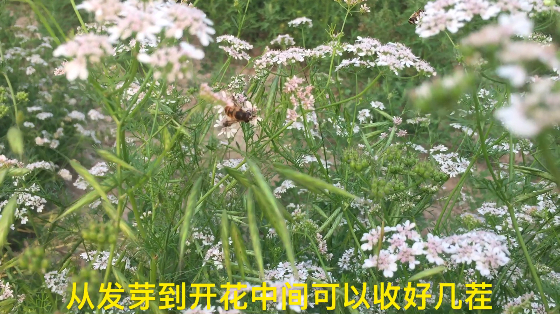 香菜开花千万别丢掉,丢掉太可惜,应该这么做