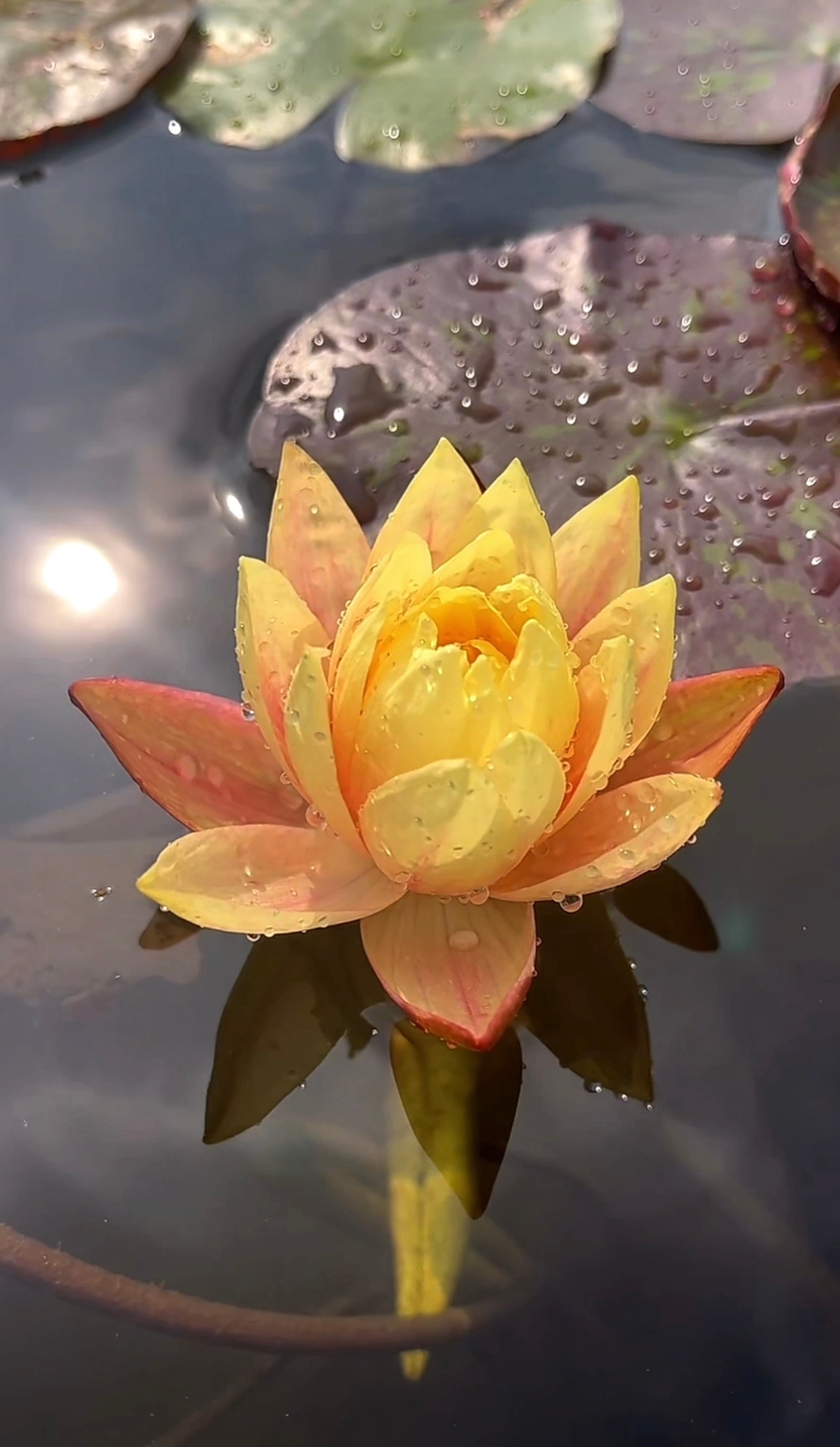 随手拍睡莲万维莎有"百变女王"的称号,它在生长过程中花色会发生变化