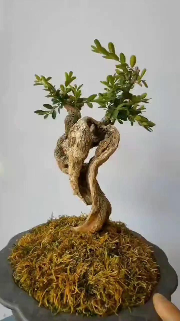 怪异海岛黄杨,天然成型