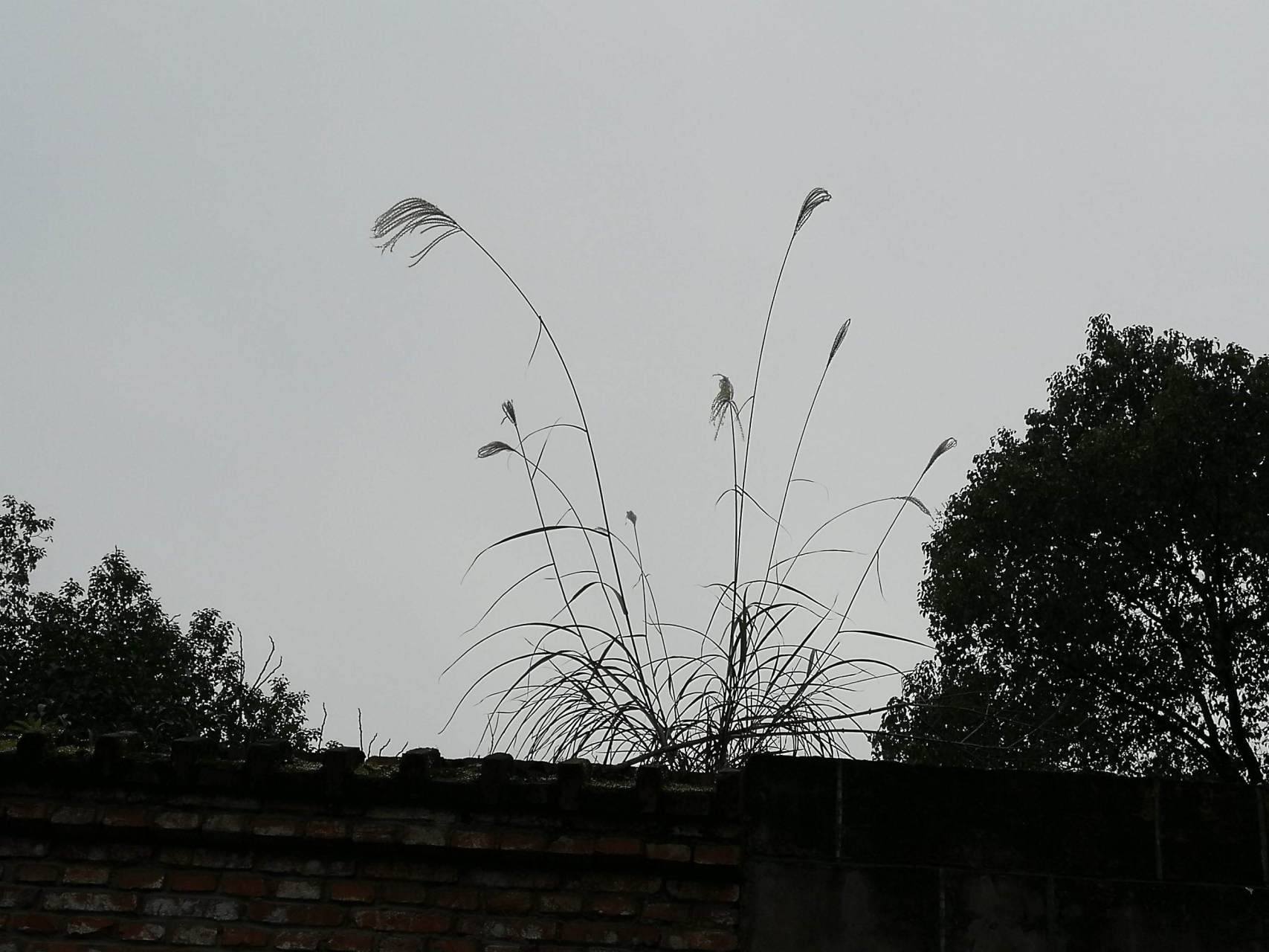 墙上芦苇,头重脚轻根底浅. 山间竹笋,嘴尖皮厚腹中空.