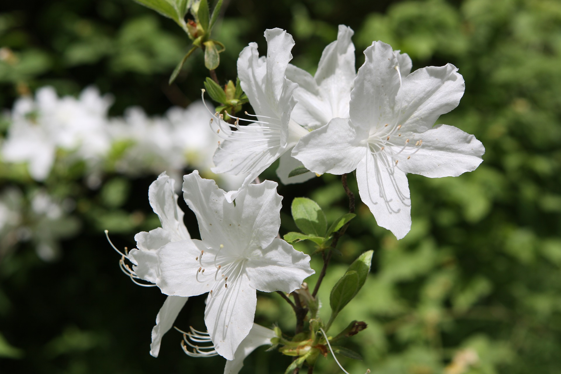 花# 白杜鹃花,有诗句是这样写的"何处移来白杜鹃,万千红紫独仙仙.