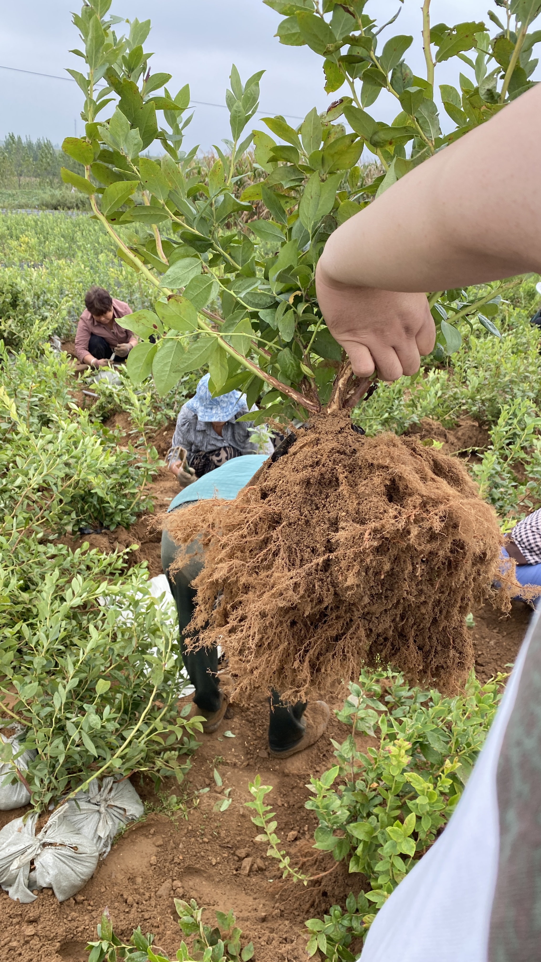 新疆哪里可以种植蓝莓苗,地栽2年杜克蓝莓苗的效果,当年结果