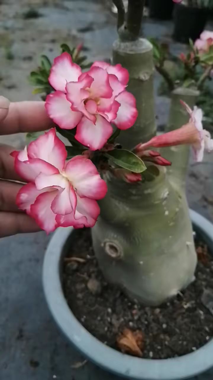 嫁接花色沙漠玫瑰