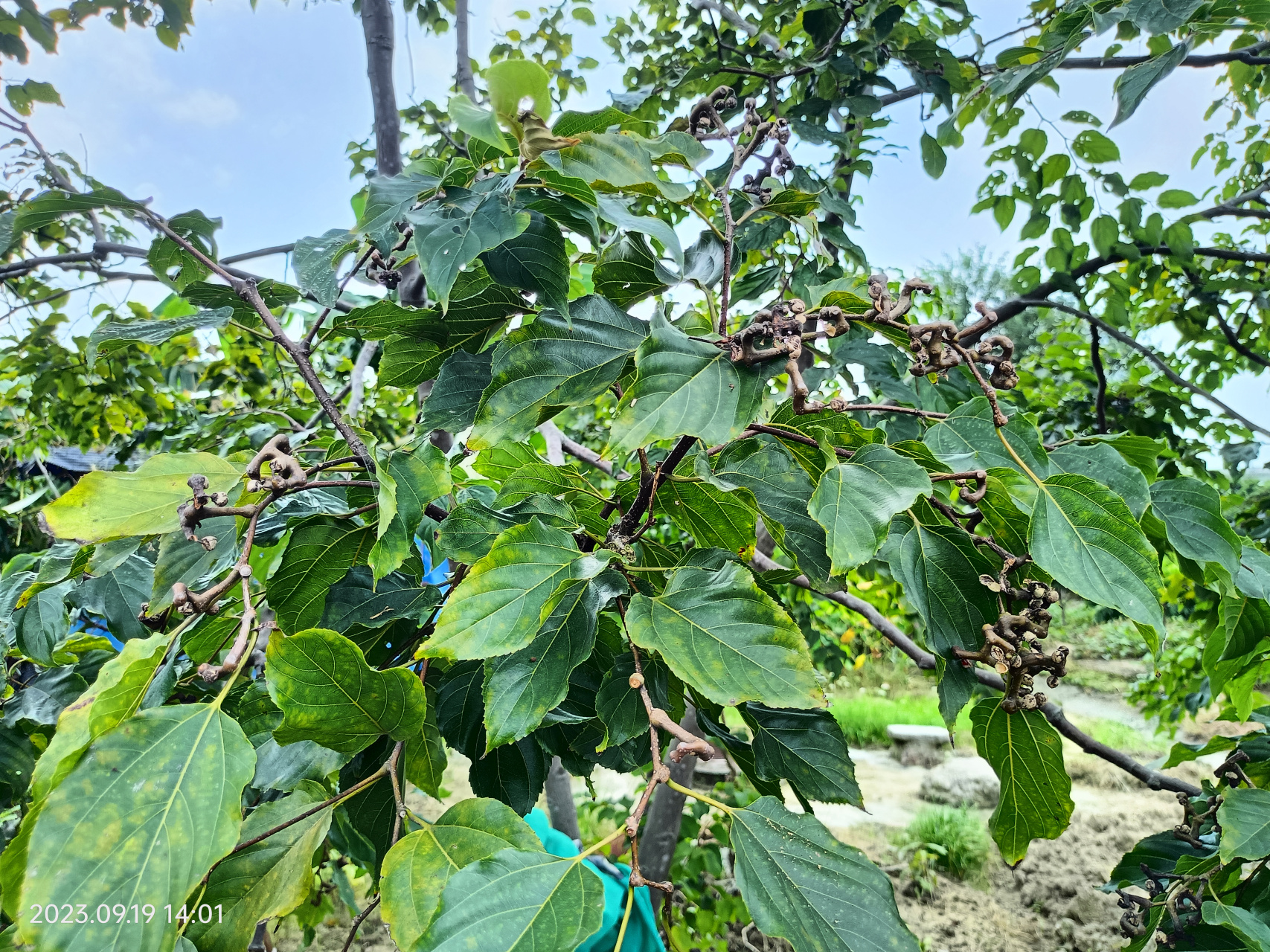 植物,枳椇(拐枣,鸡爪子枸,万字果)