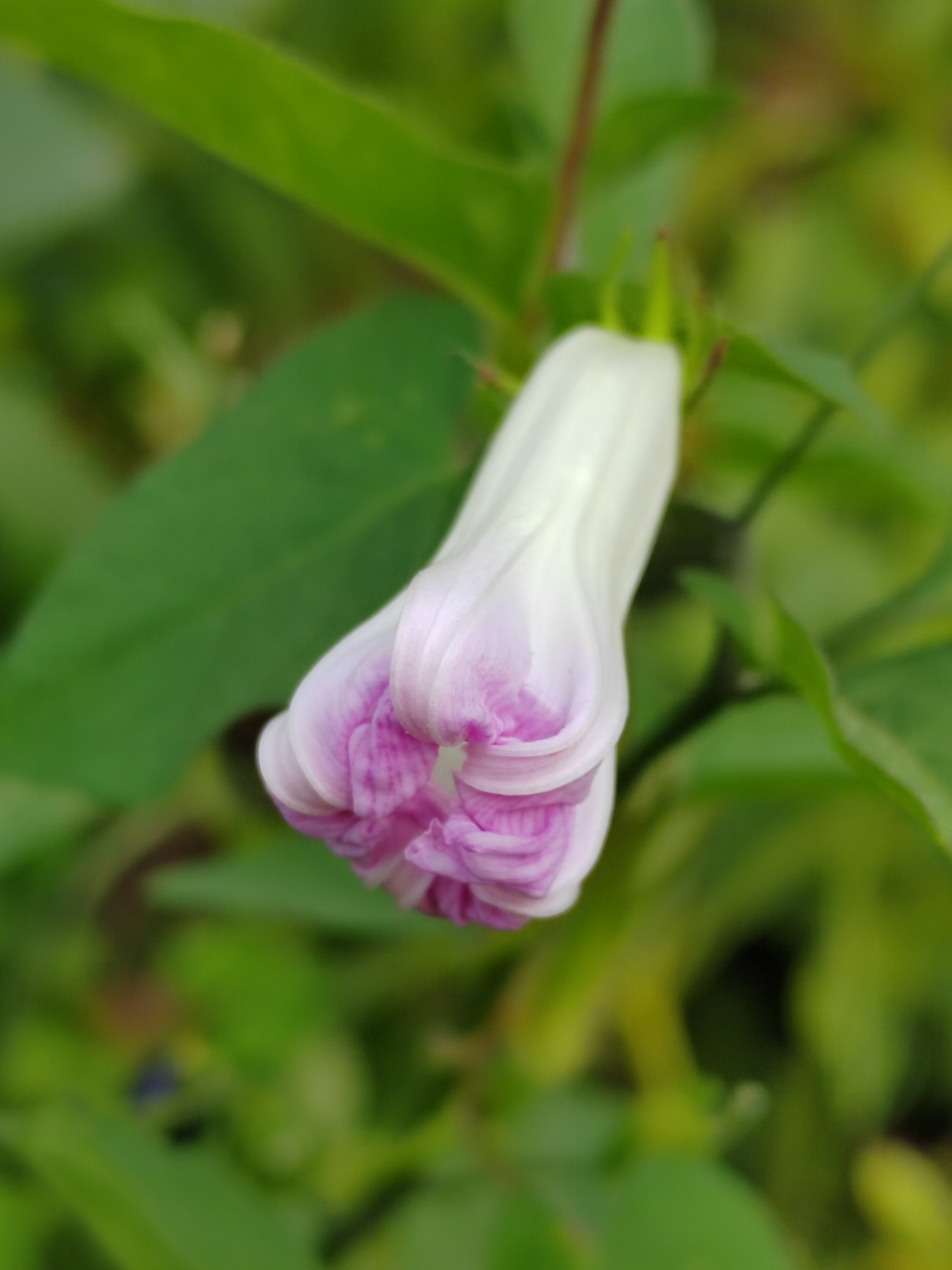 五爪金龙,温柔的植物,却有着钢铁般的名字  昨天,在一处绿化带的植物