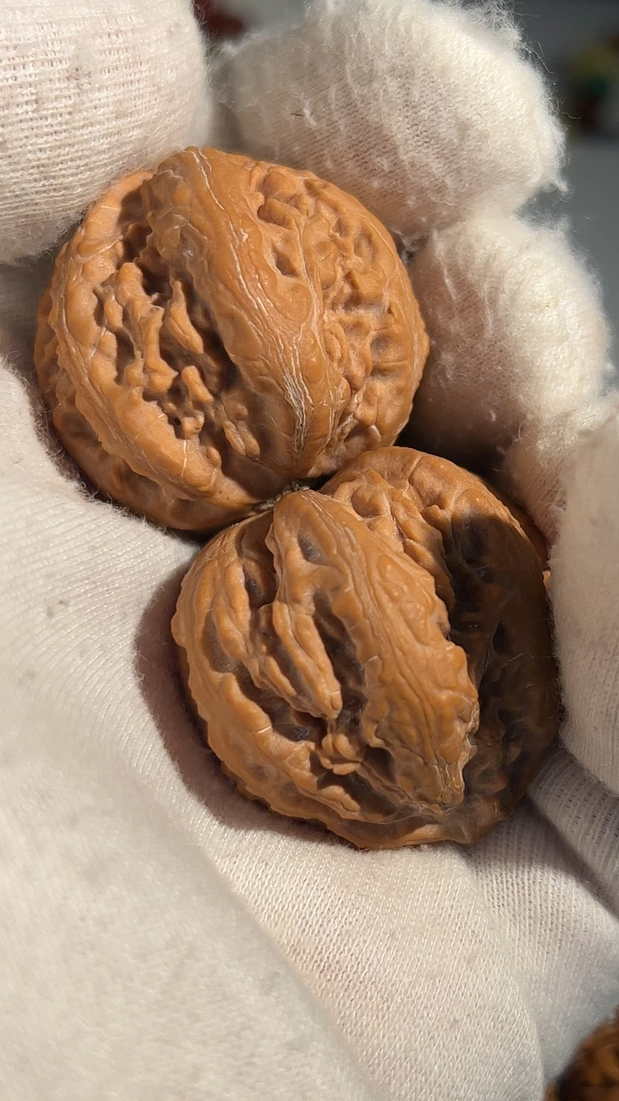 刚配的京八棱霸王龙