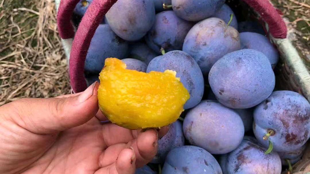 红肉西梅苗与艾琳娜西梅苗的管理差异