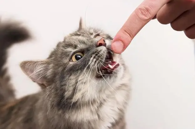 猫咪为什么喜欢假咬主人