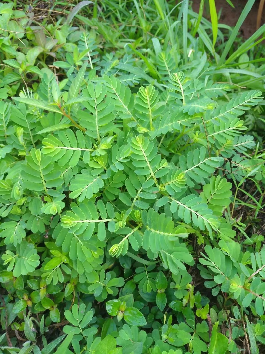 珍珠草功效主治药用图片