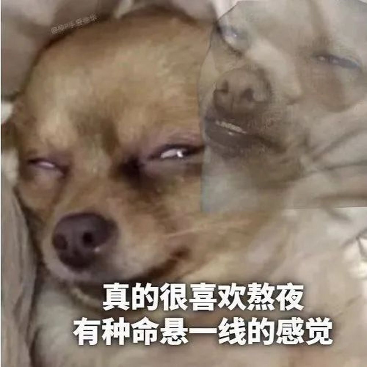 逗你玩呢# #表情包# 很喜欢熬夜,有种命悬一线的感觉