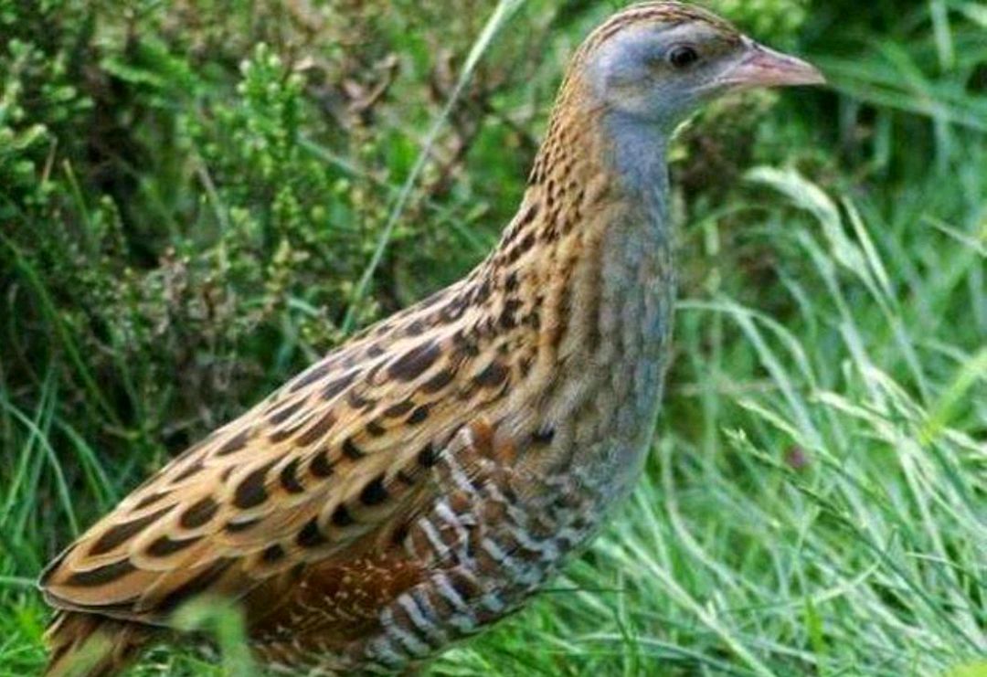 农村稻田的秧鸡