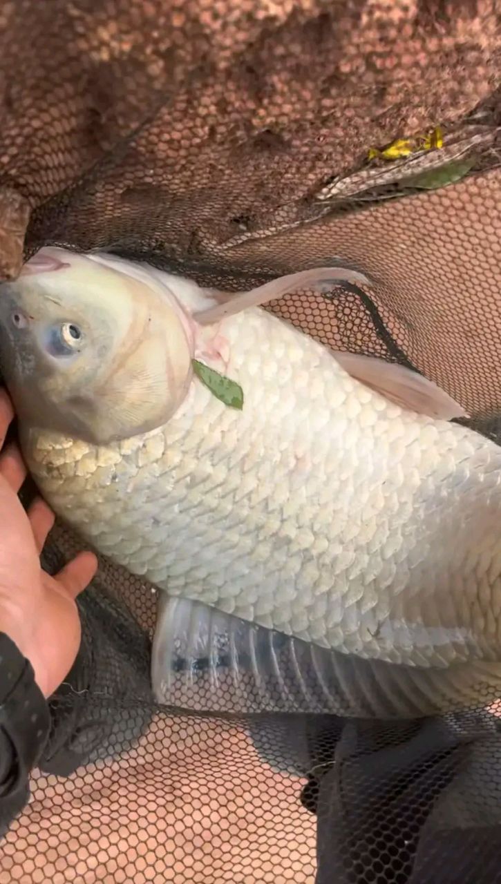 网友:中国最大的野生鲫鱼,没有之一!