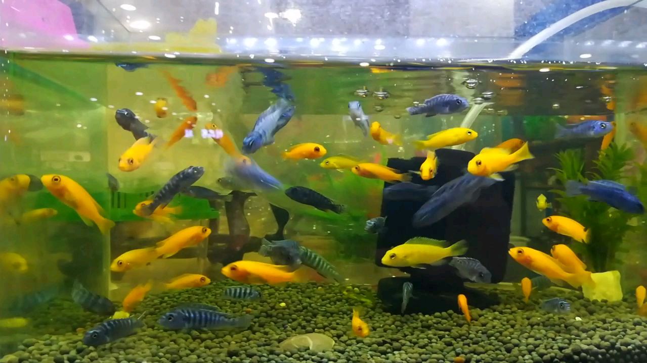 色彩艳丽的三湖慈鲷,产自非洲三大湖,因对幼鱼慈爱有加而得名!