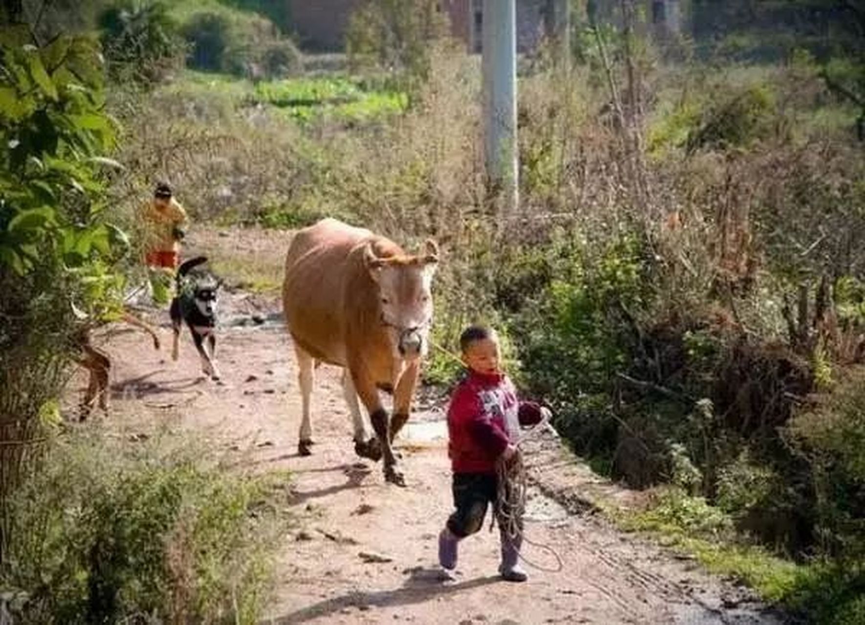 1980年代的农村生活