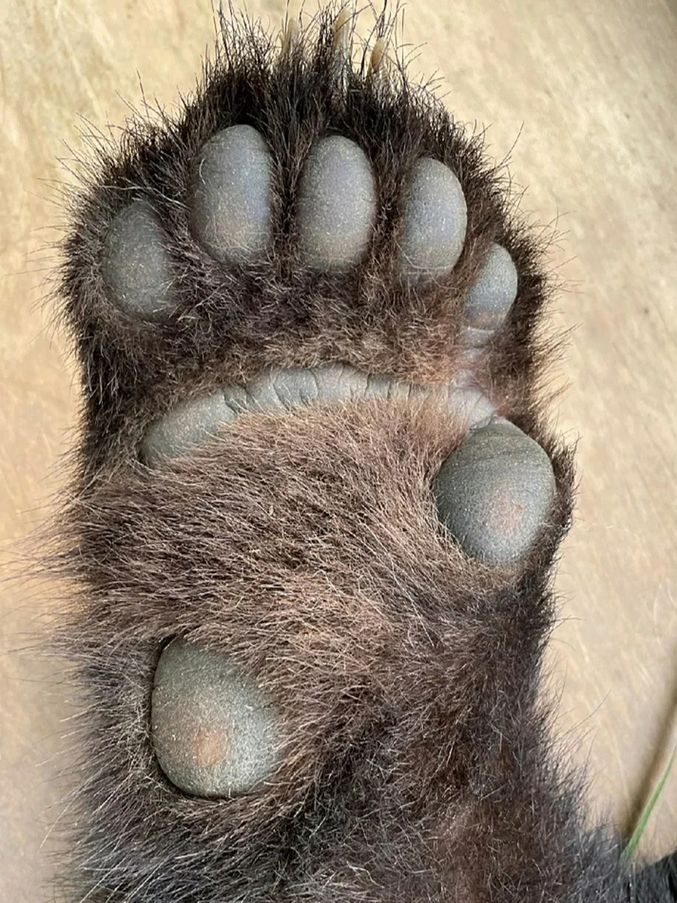 福宝的大脚脚[你懂的][你懂的]