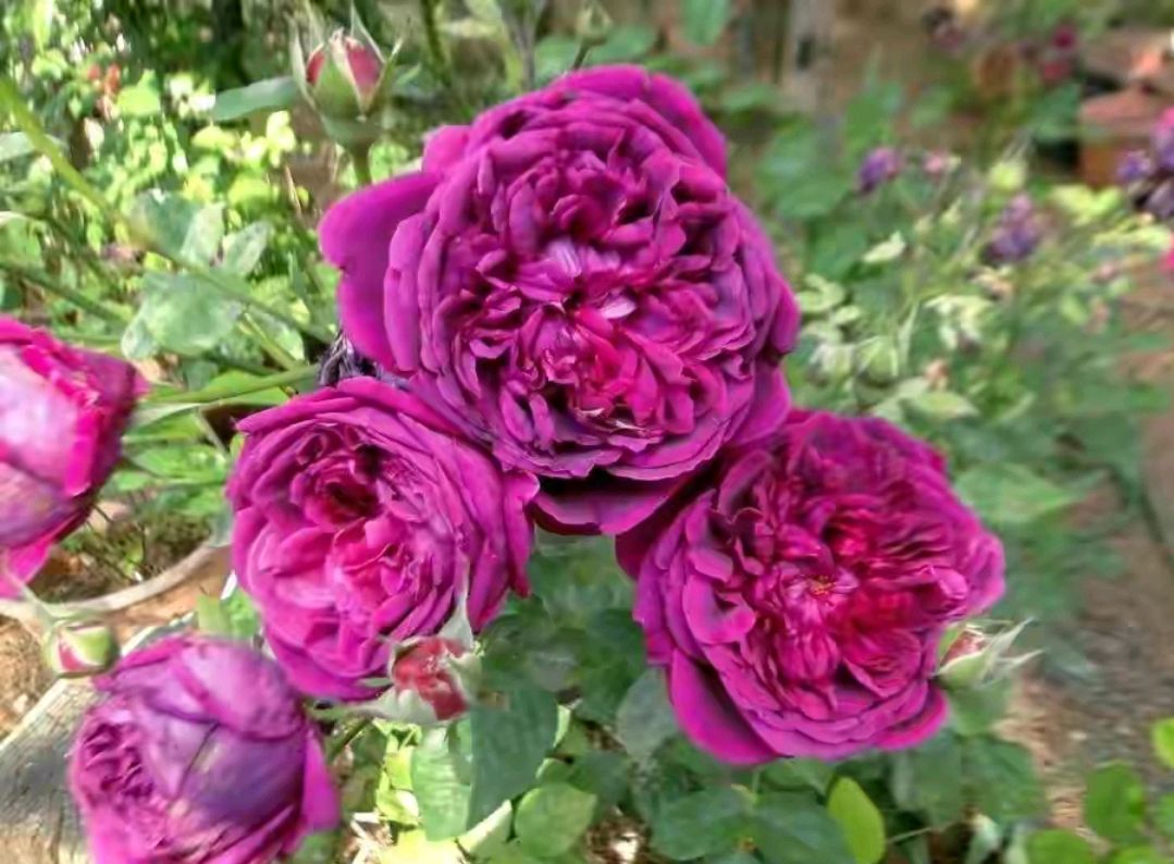 威廉莎士比亚2000(william shakespeare 2000)