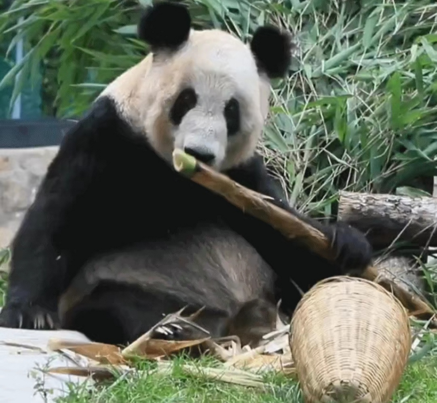 现在的丫丫感觉就一个字圆,脸圆了,肚肚圆了  ,大耳朵都更圆更炸毛了