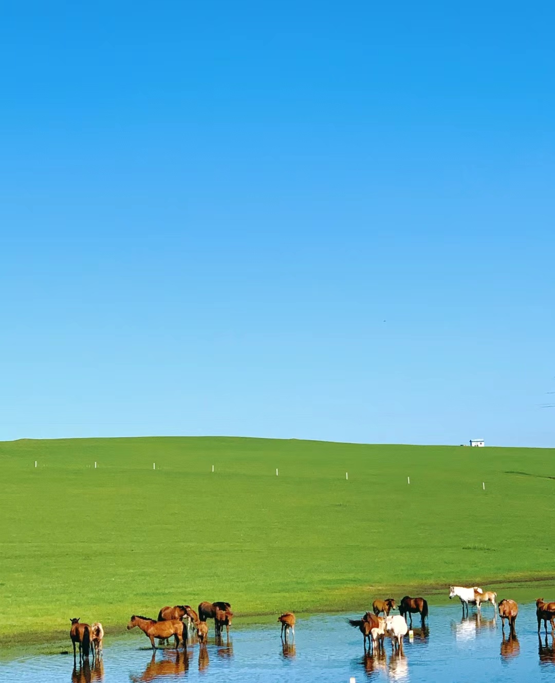夏日里的呼伦贝尔大草原,蓝天白云,碧草如茵