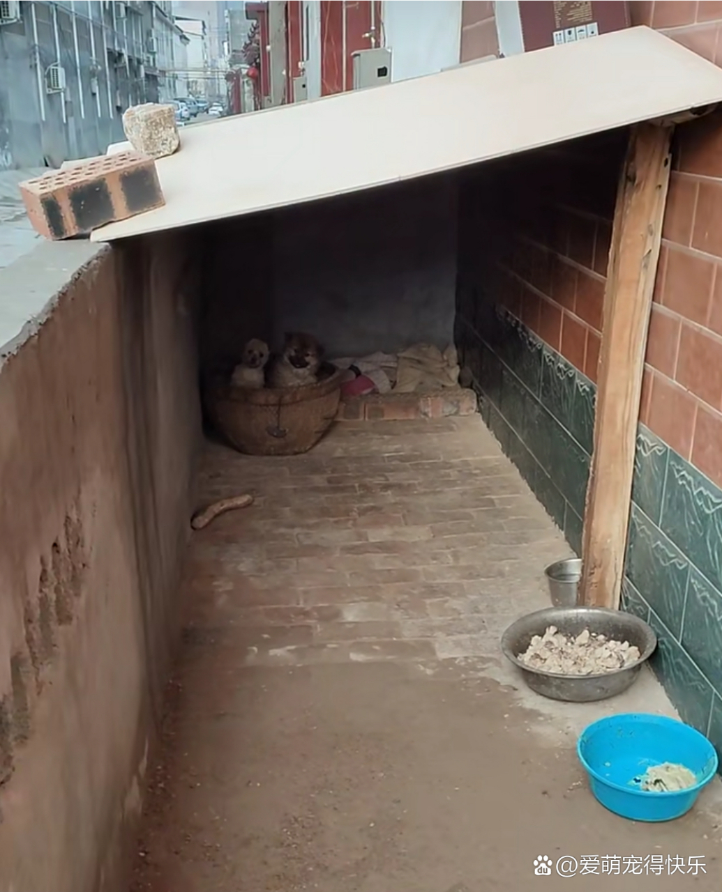 在农村里,小狗狗能有这样的窝,已经很幸福了!
