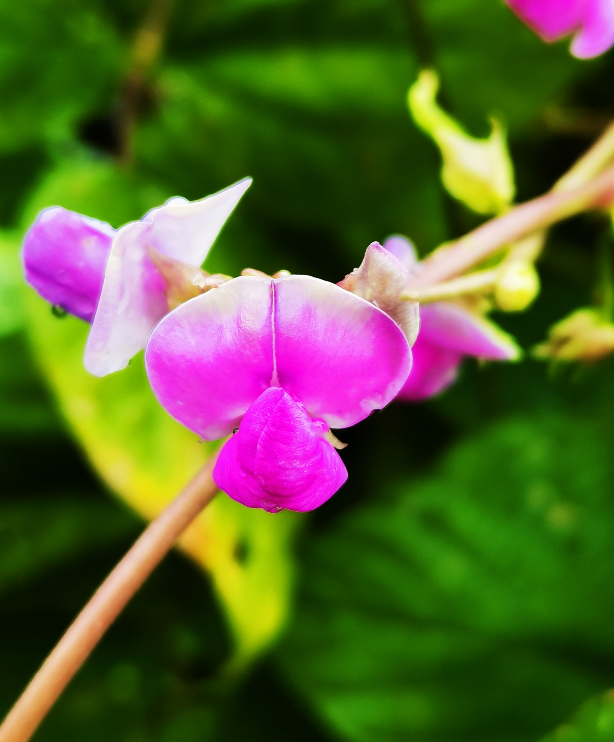 感受植物之美:滿架秋風扁豆花