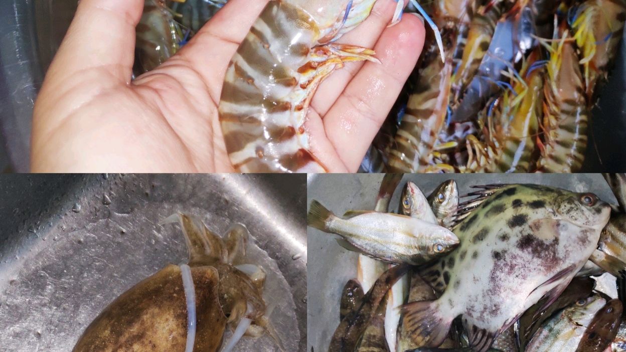 天然大狗虾、生猛墨鱼和小杂鱼,你喜欢哪一种?