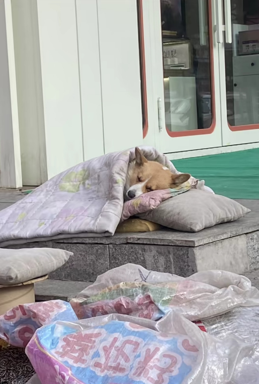主人摆摊工作,狗狗躺一旁盖着被子睡觉,它怎么这么幸福啊