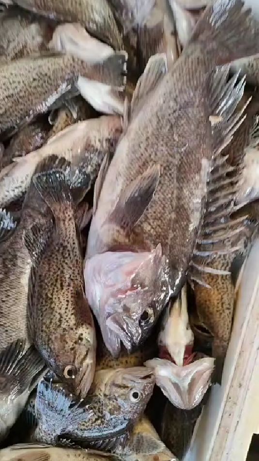 大连船钓,黑鱼一盆盆的啊