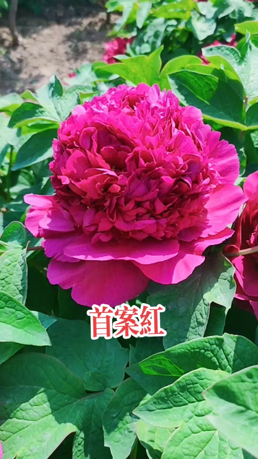首案红,牡丹中的精品,品种,寓意:长寿安康
