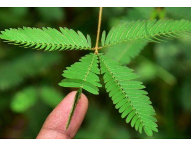 含羞草植物卡并拢图片