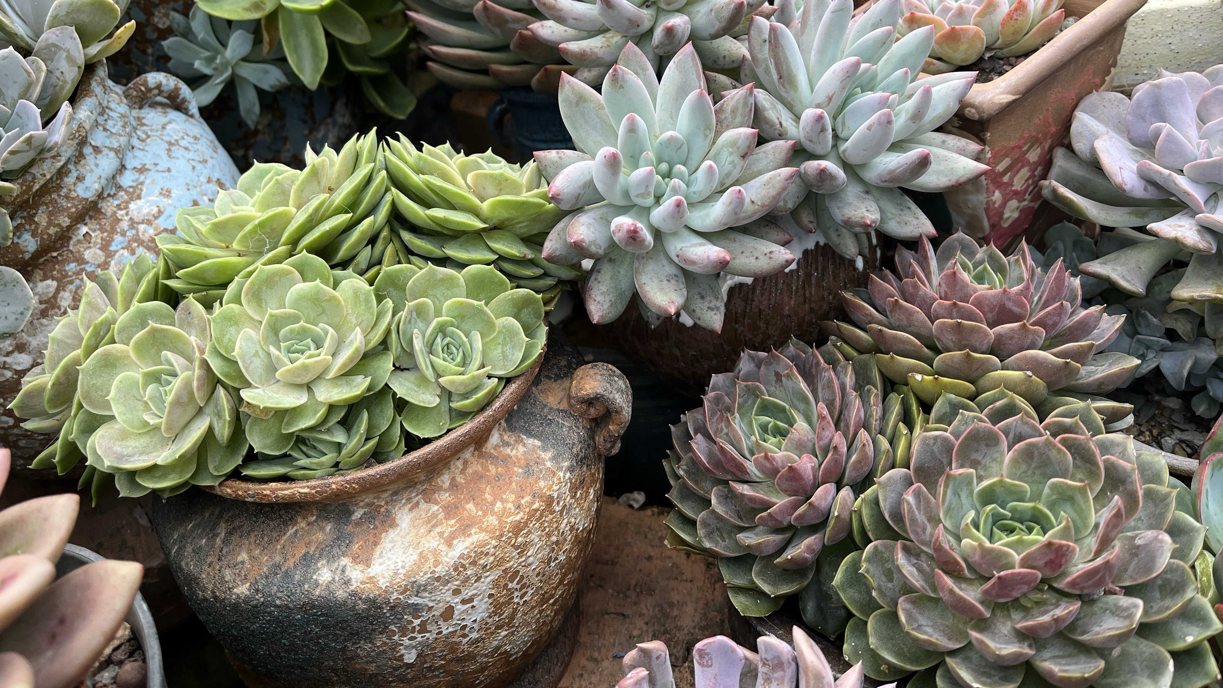 12种多肉不爱长个子,株型紧凑叶片肥厚,出状态超美新手也适合