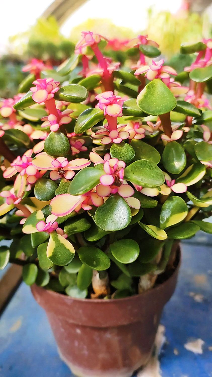 金枝玉叶药锦怎么养?看完明白了-度小视