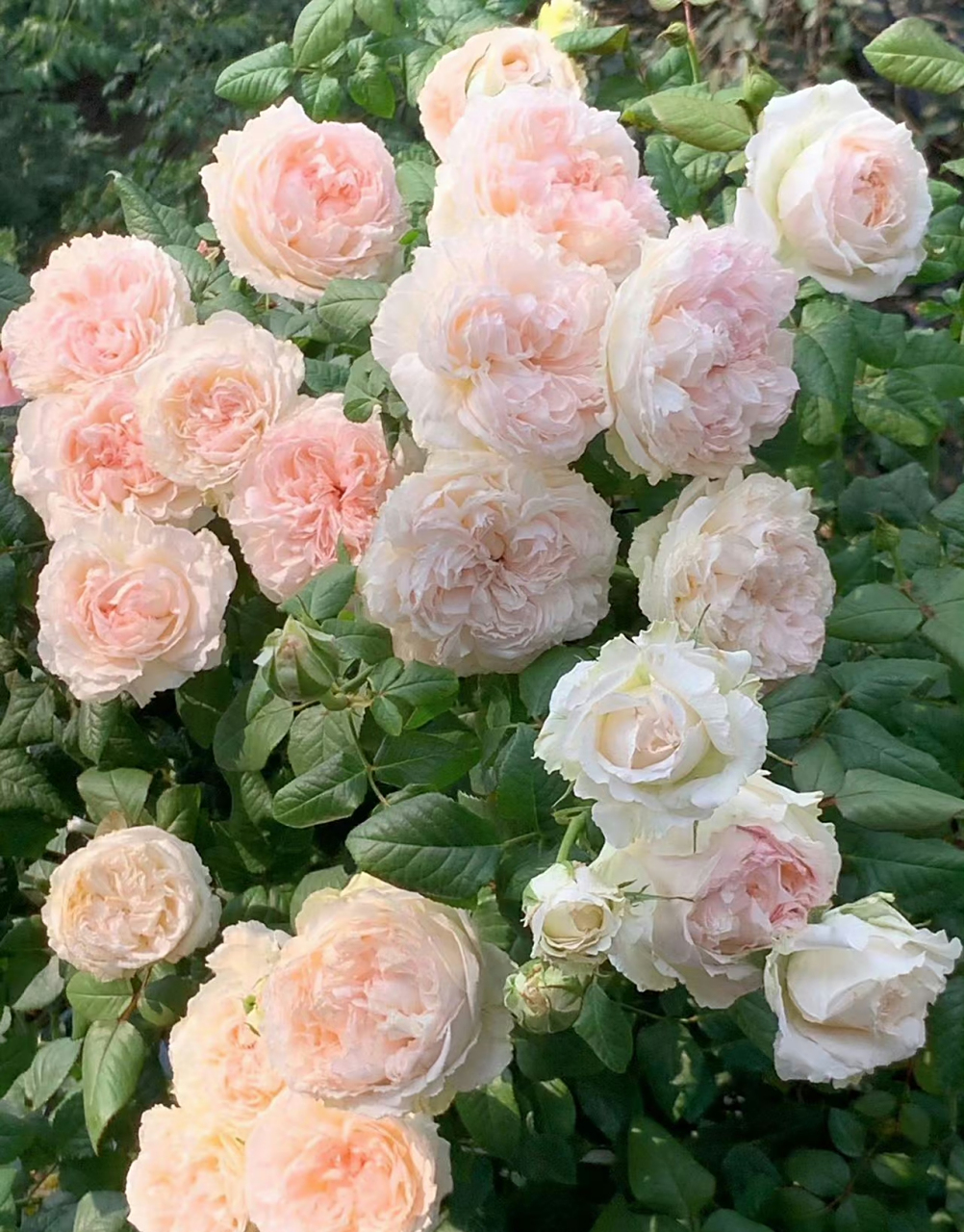 还有一个可爱的名字"m-桃子" 原本做为切花月季的佩尔朱克,包子型