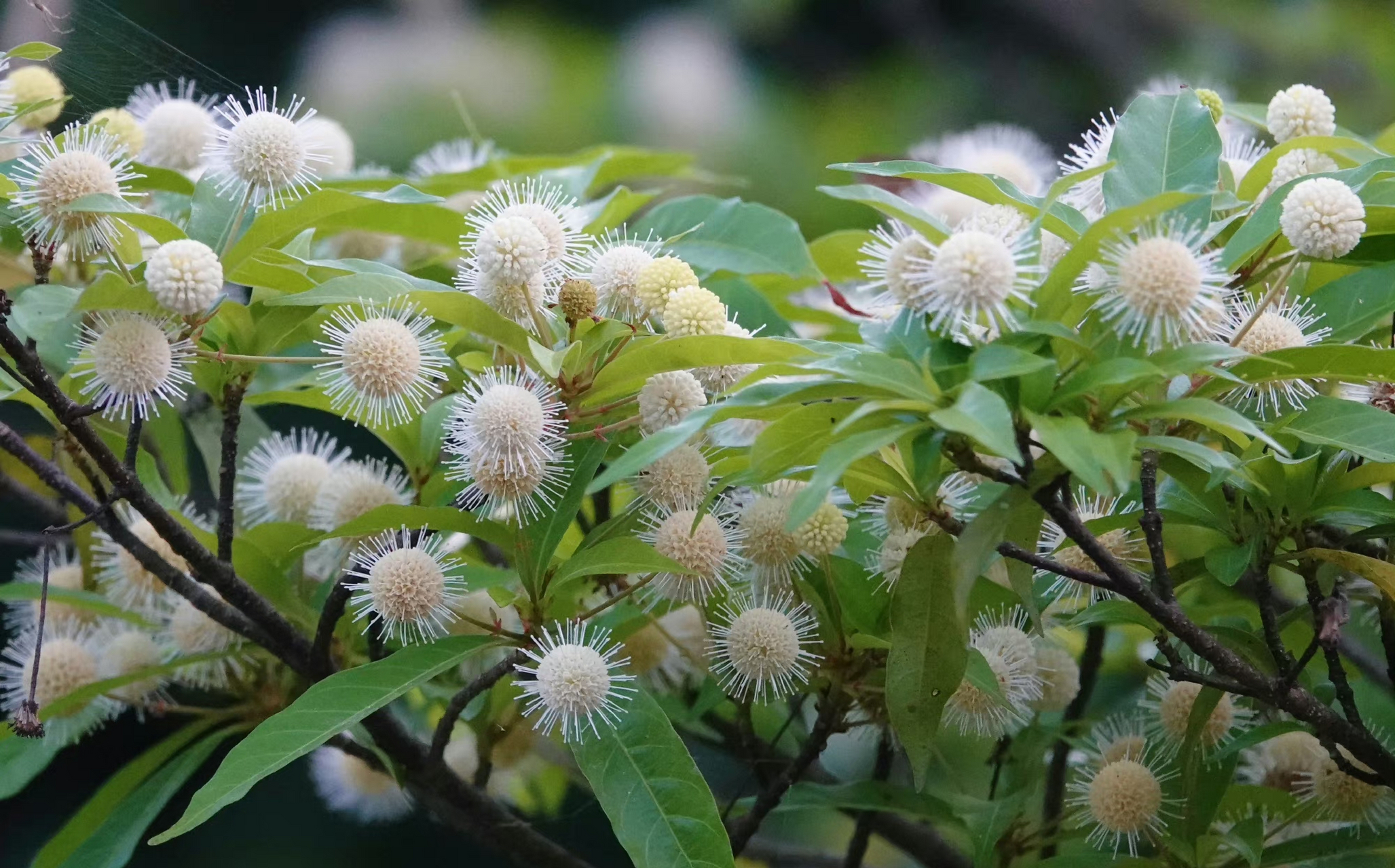 水团花,茜草科水团花属,思念是一缕温暖的阳光,期盼是一阵温和的春风