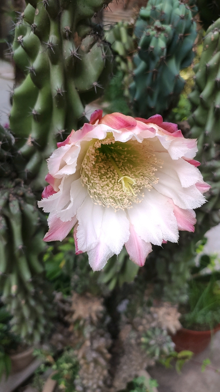 山影拳属于仙人掌科,形状好像山影一样,又像突兀的石头,在容姐看来