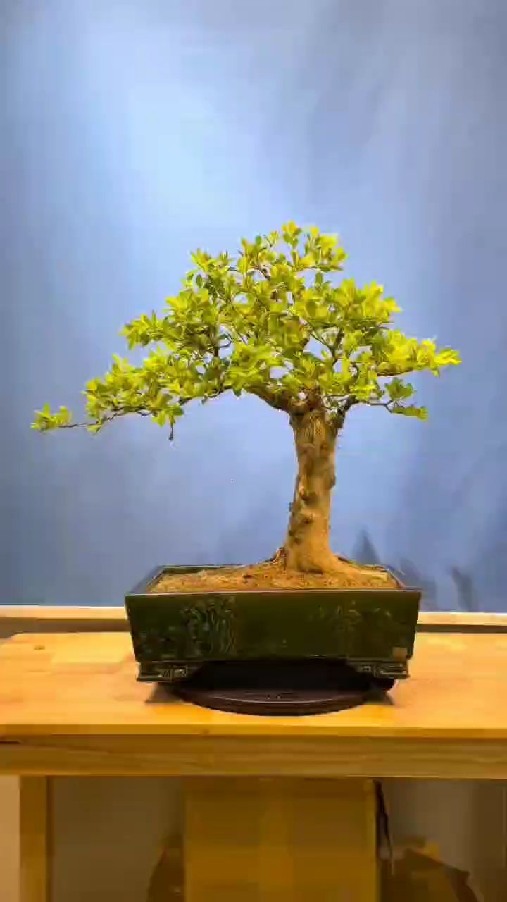 如诗如画海岛黄杨#精品盆景#盆景艺术-度小视