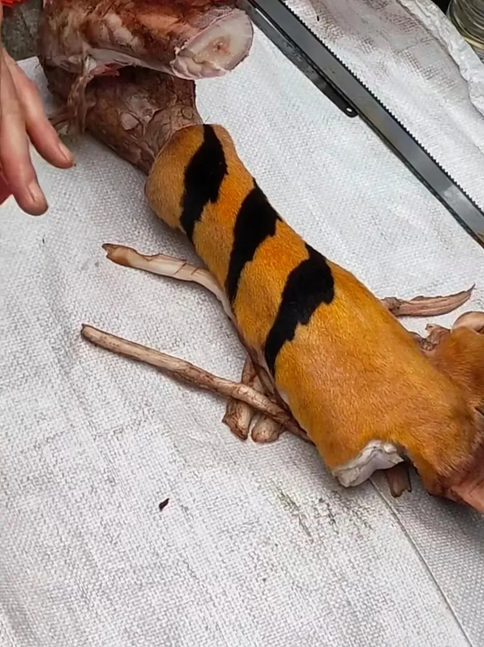 这卖的是老虎爪子吗?[吃鲸]