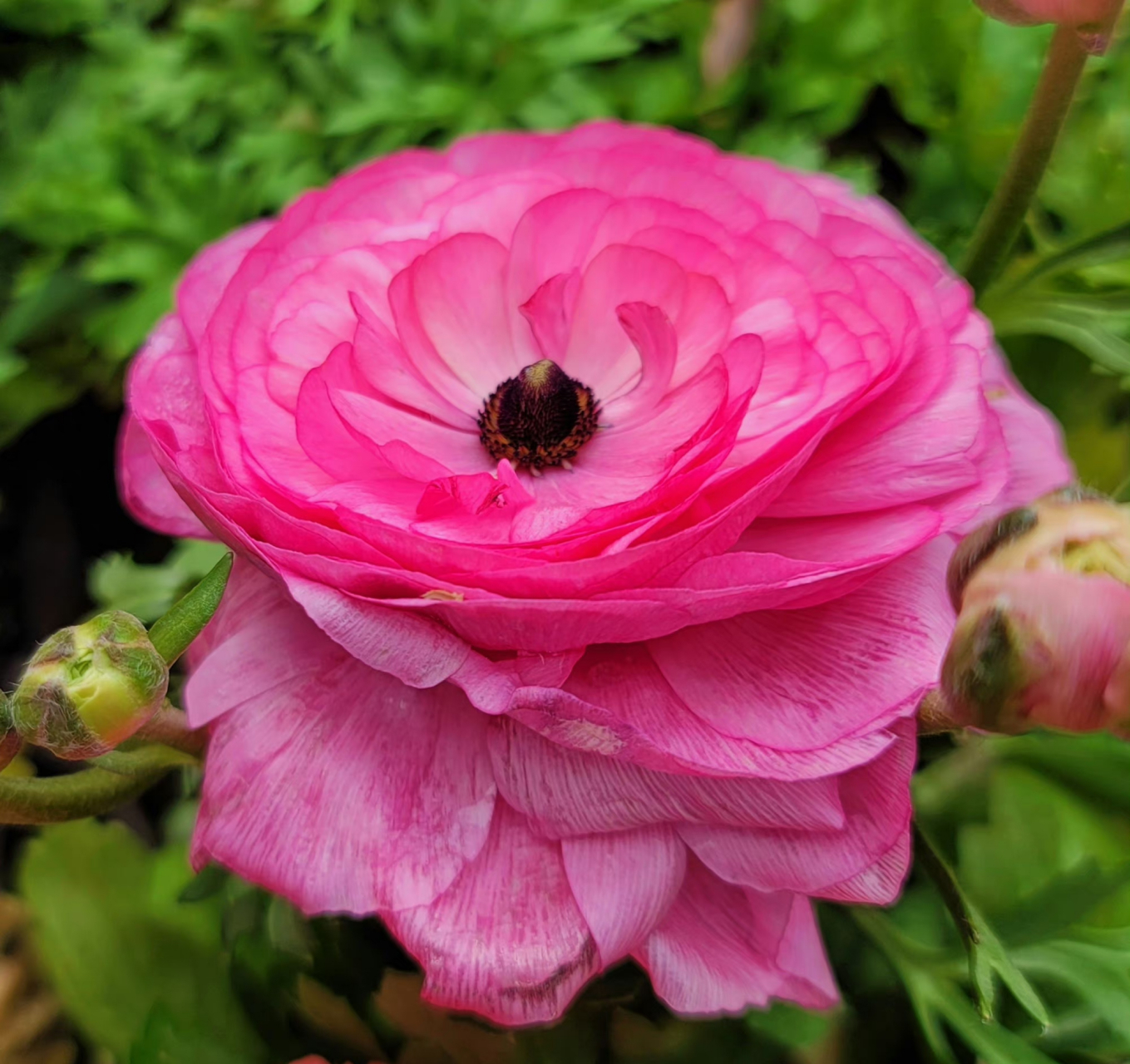 花毛茛俗称图片