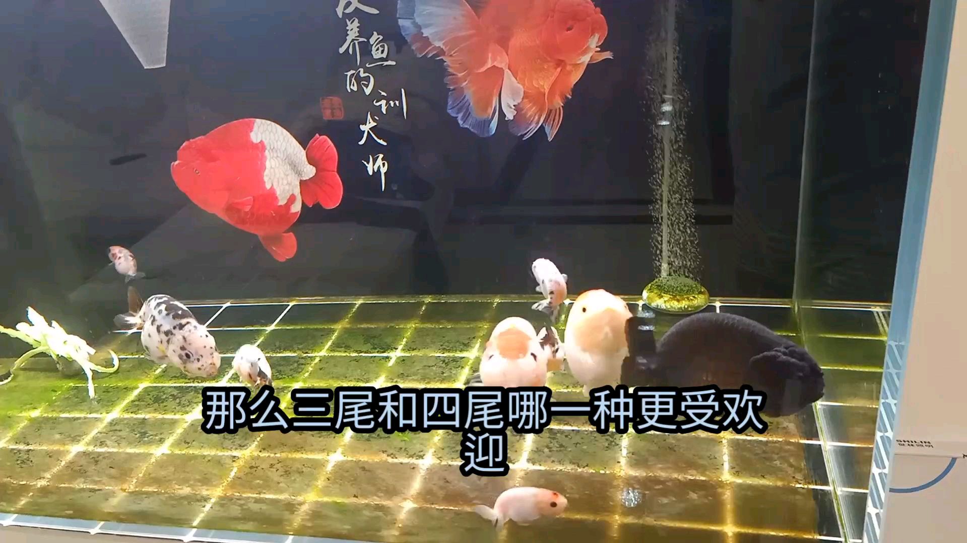 兰寿金鱼三尾和四尾怎么区分,四尾真的很贵吗