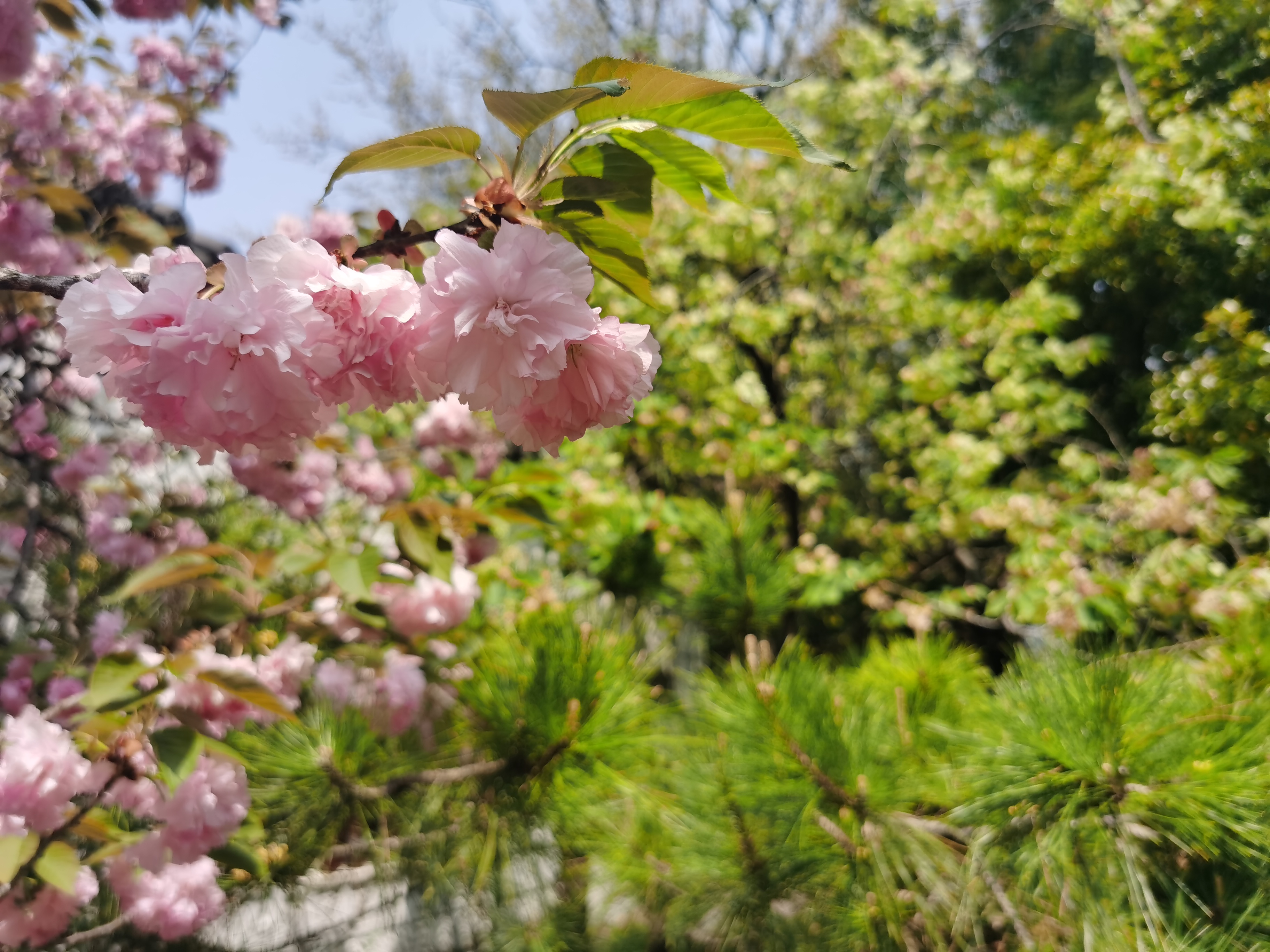 江蘇鎮江寶塔山公園有株綠色櫻花