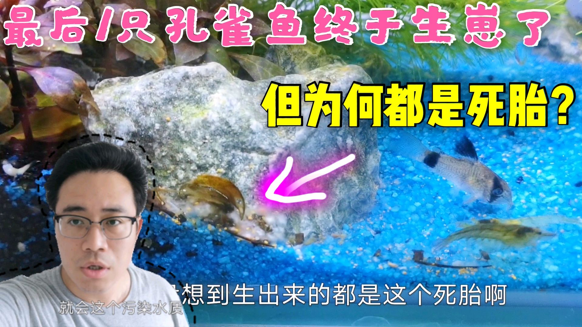 最后1只孔雀鱼终于下崽了,但为什么生的都是死胎?原因竟然是这样