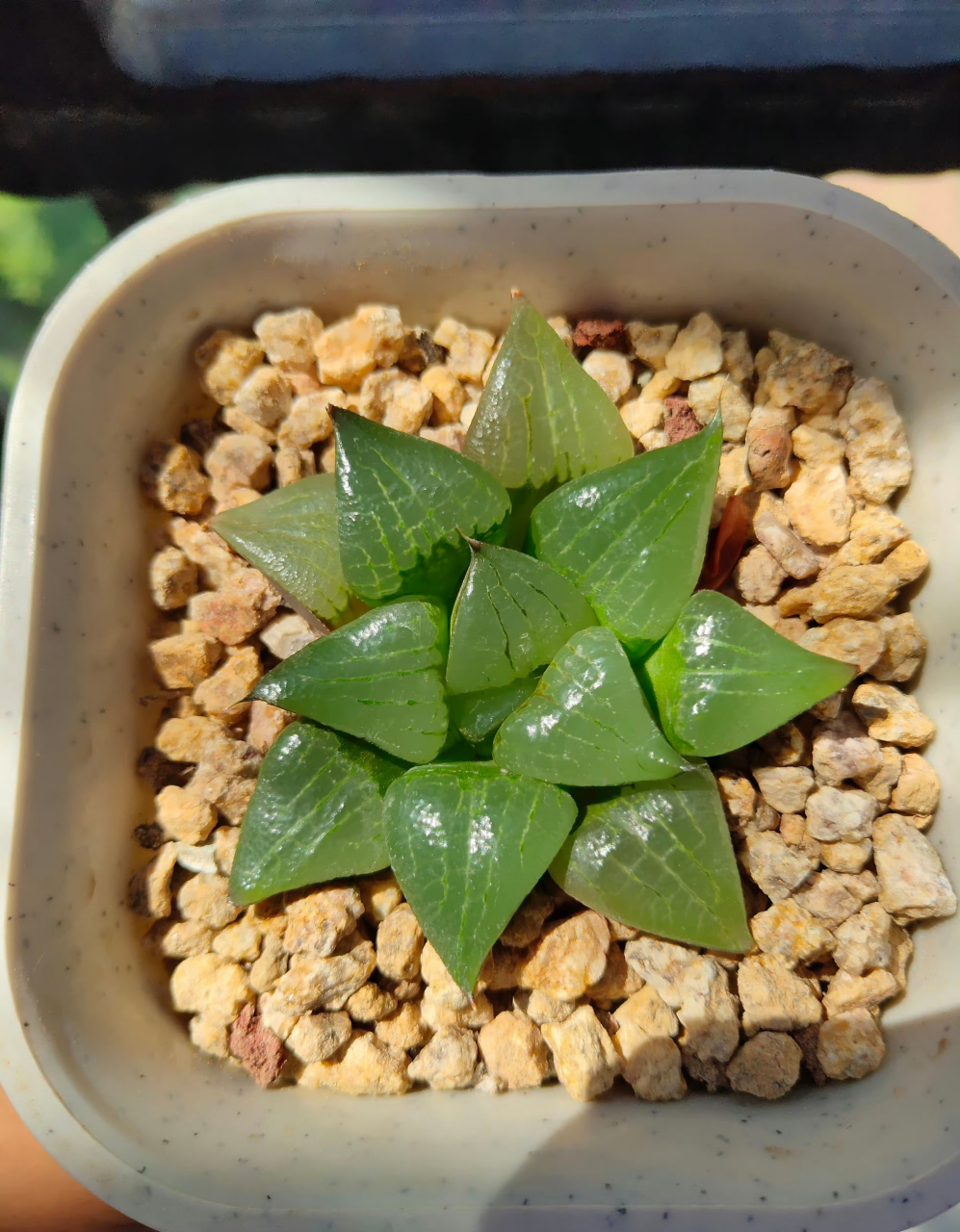 多肉十二卷  西山寿 毛玉露 黑肌玉露 雪花玉露 玉扇 樱水晶 阿寒湖