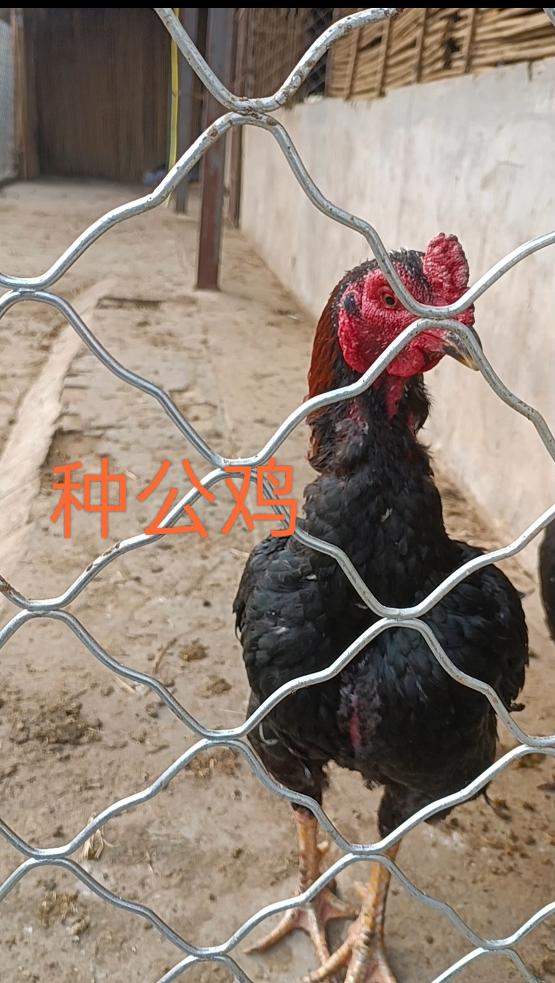 越泰斗鸡养殖今年的种母鸡有花母鸡有黑母鸡现在母鸡都在下蛋马上
