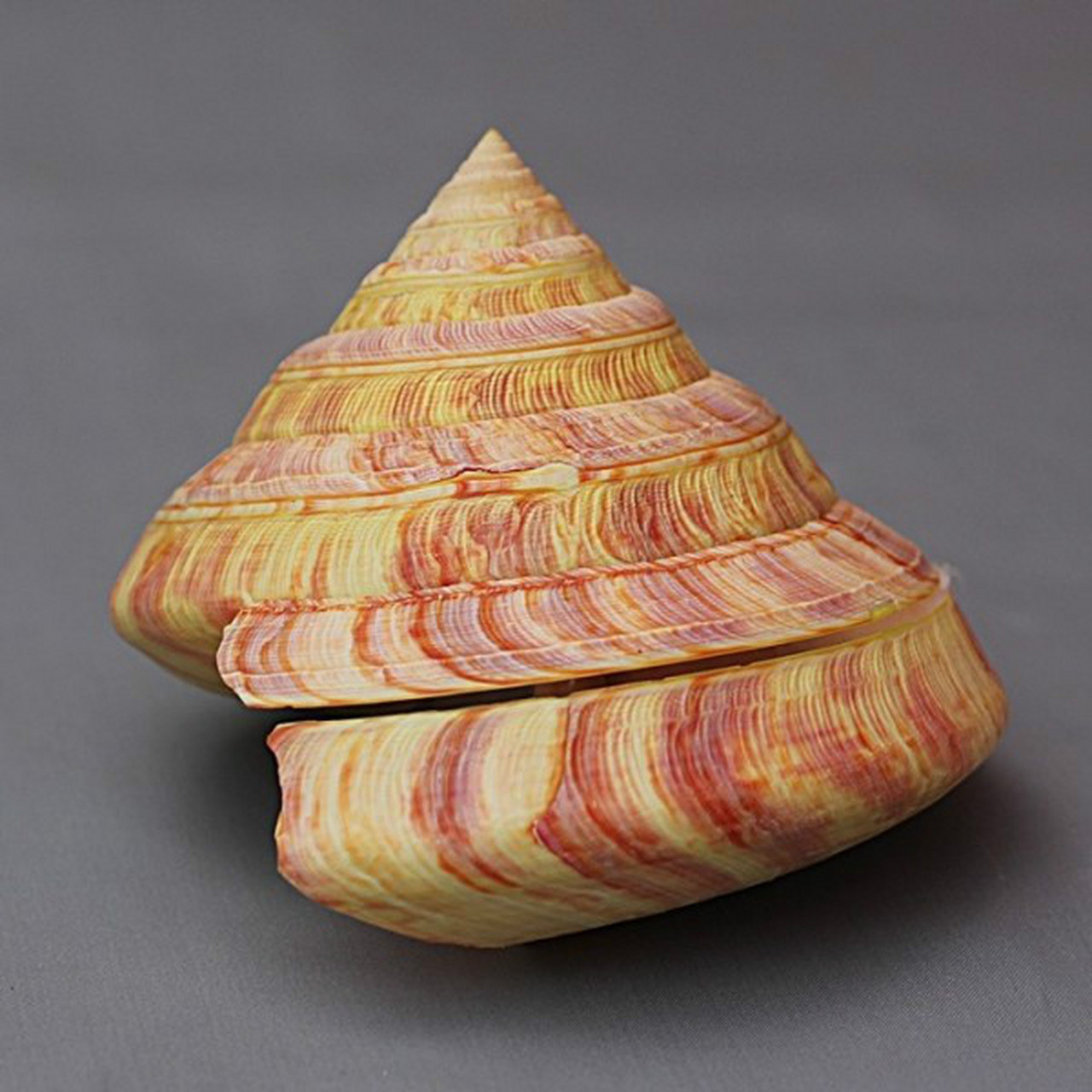 每天认识一种动物——龙宫翁戎螺 龙宫翁戎螺别名龙宫贝,分布于日本