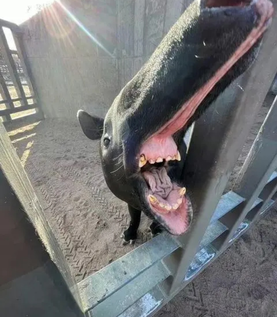 嘴巴那么长是什么动物?