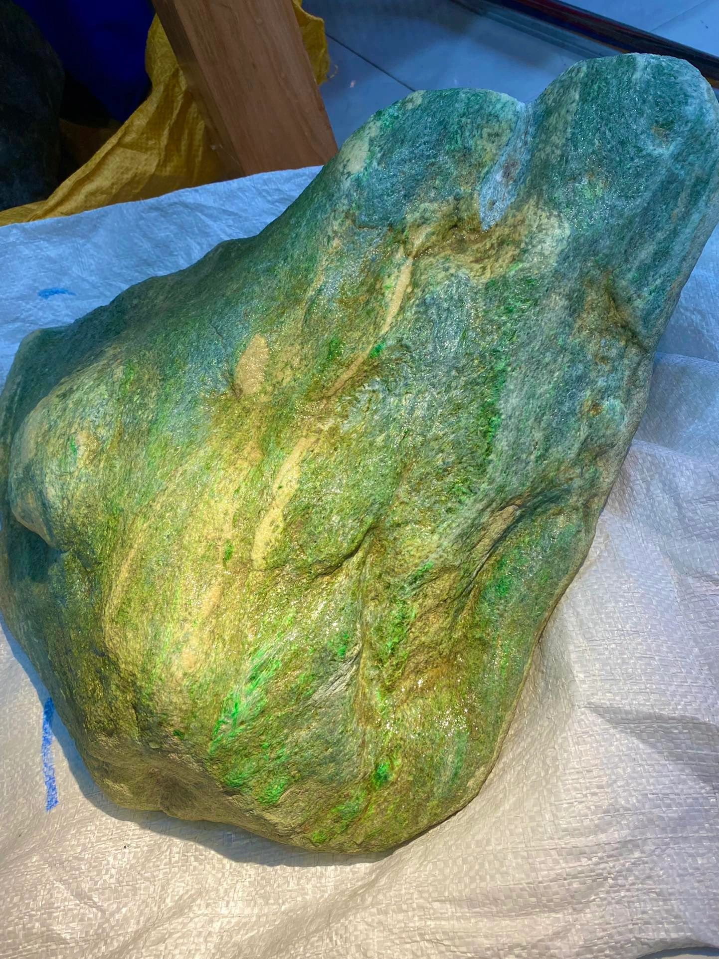 翠绿树蚺
