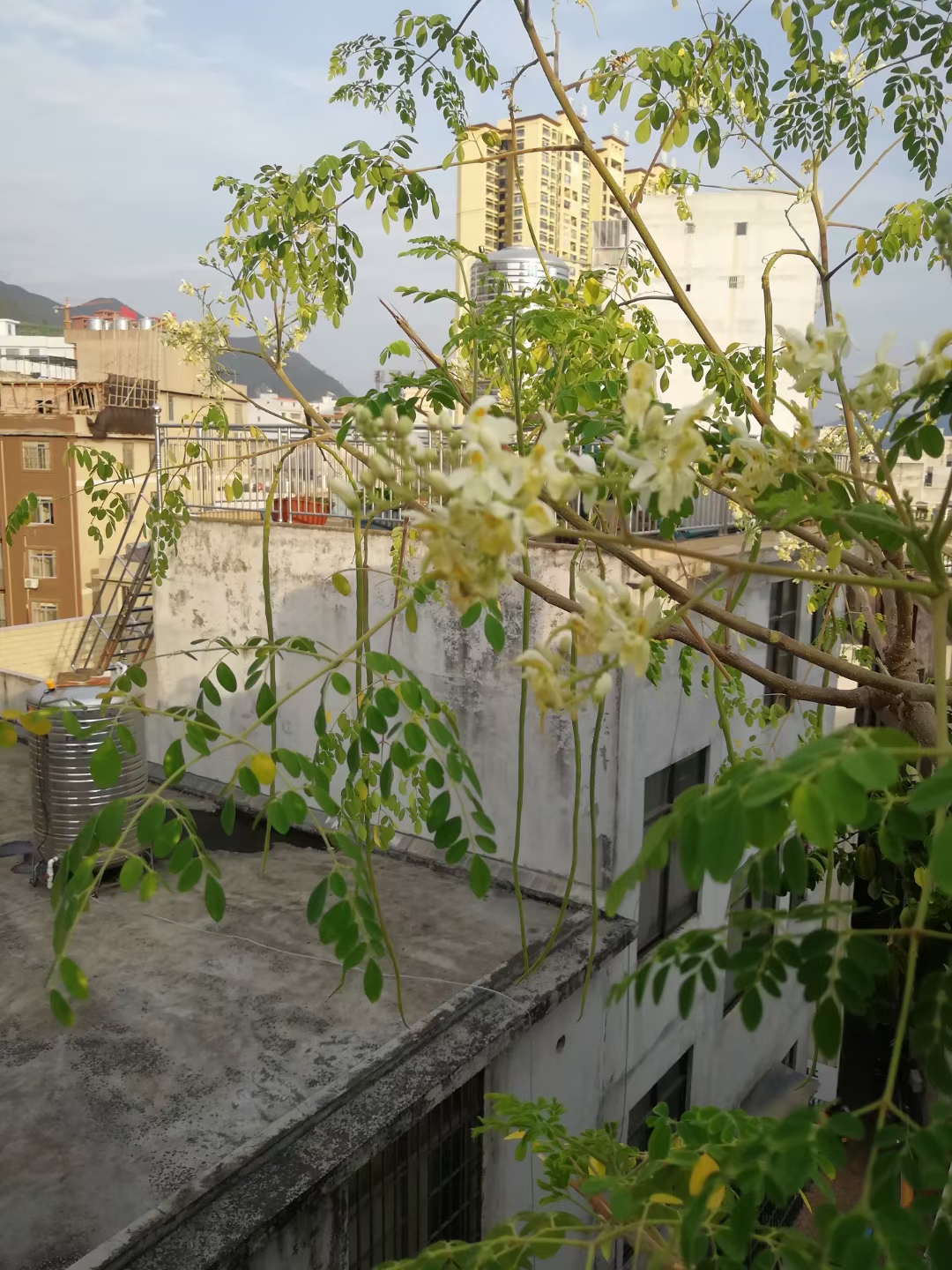 盆栽辣木已八秋开花结果第一遭;药食同源好食材护肝排毒效用高