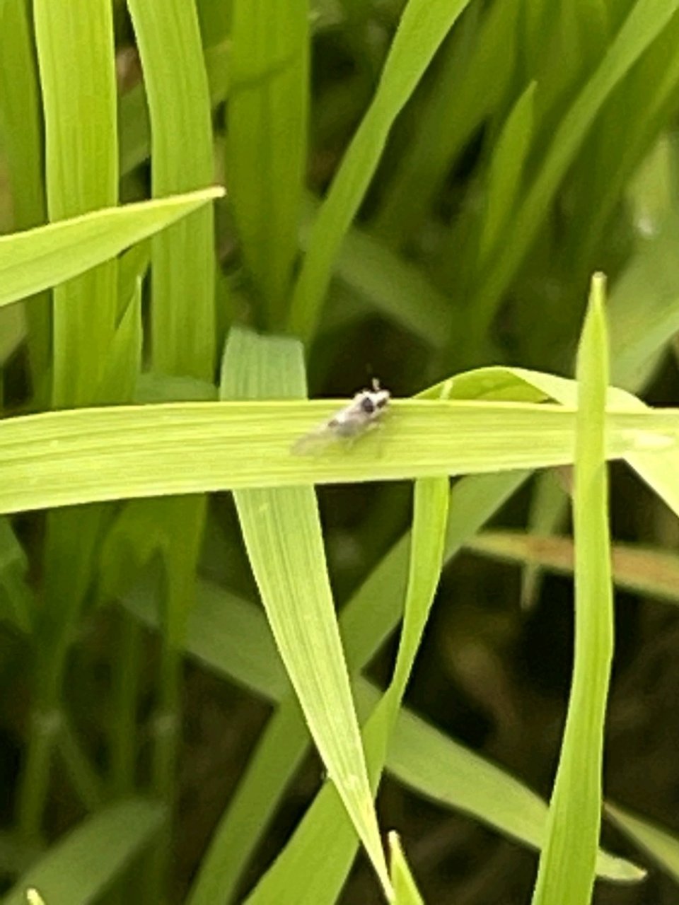 灰飞虱成虫图片