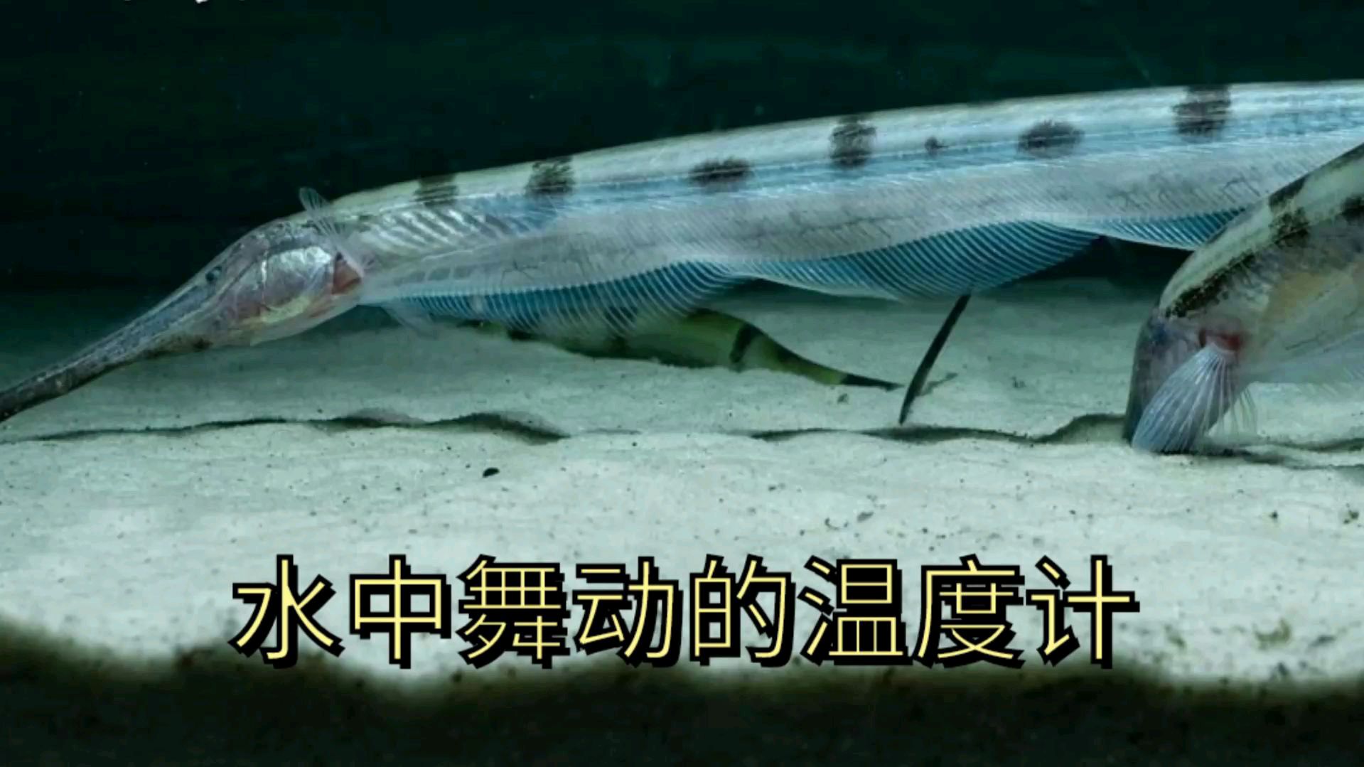 温度计飞刀,专业带电玩沙子