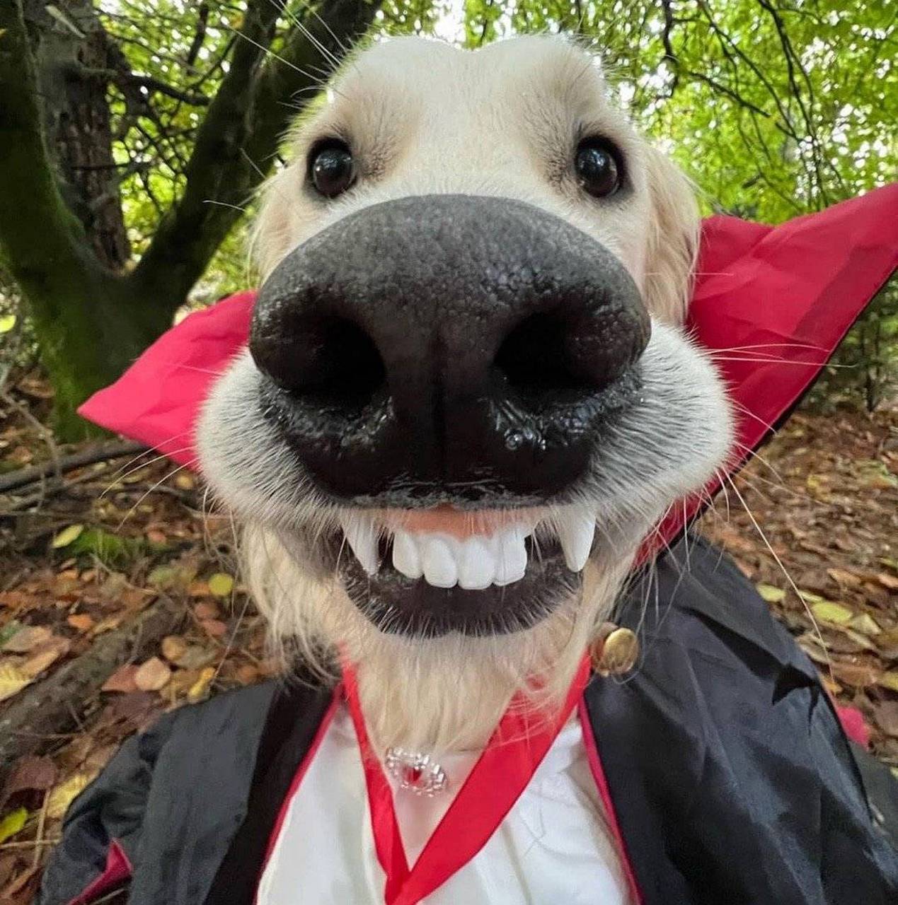 小狗的自拍照[二哈]