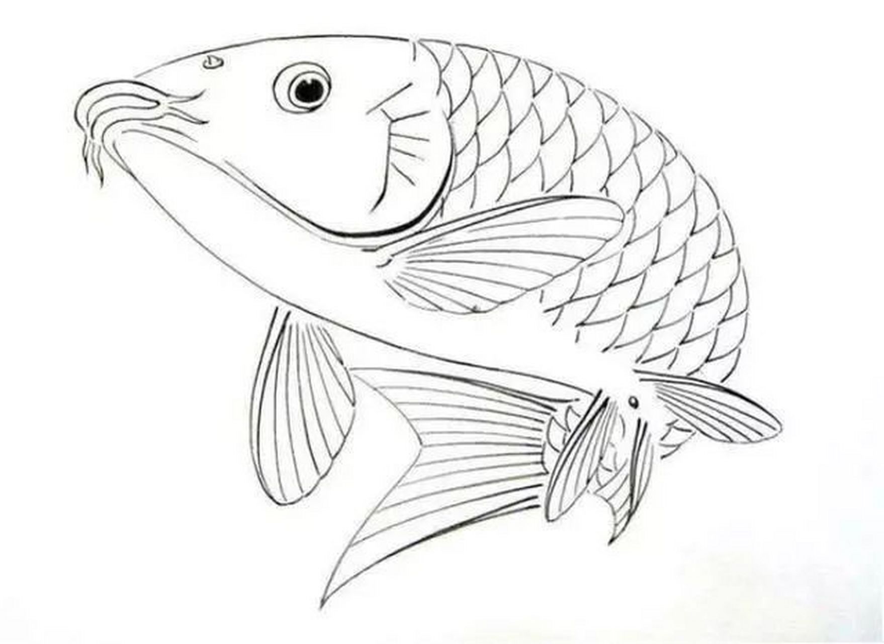 素材 | 鲤鱼白描图 #绘画# #艺术# #沐风教育